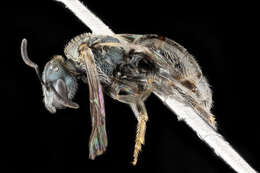 Image of Lasioglossum tamiamense (Mitchell 1960)