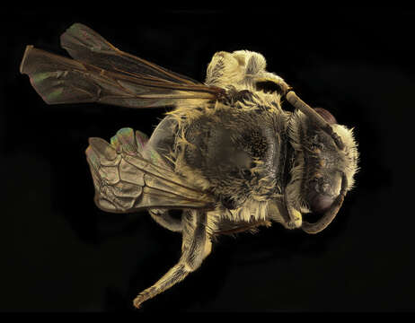 Image of Colletes productus Robertson 1891