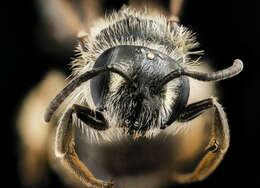 Imagem de Andrena wheeleri Graenicher 1904