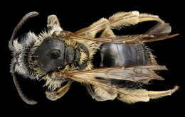 Imagem de Andrena wheeleri Graenicher 1904