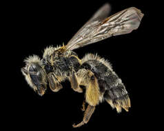 صورة Andrena thaspii Graenicher 1903