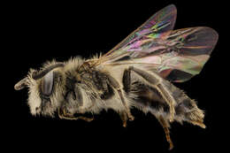 Image of Nason's Andrena