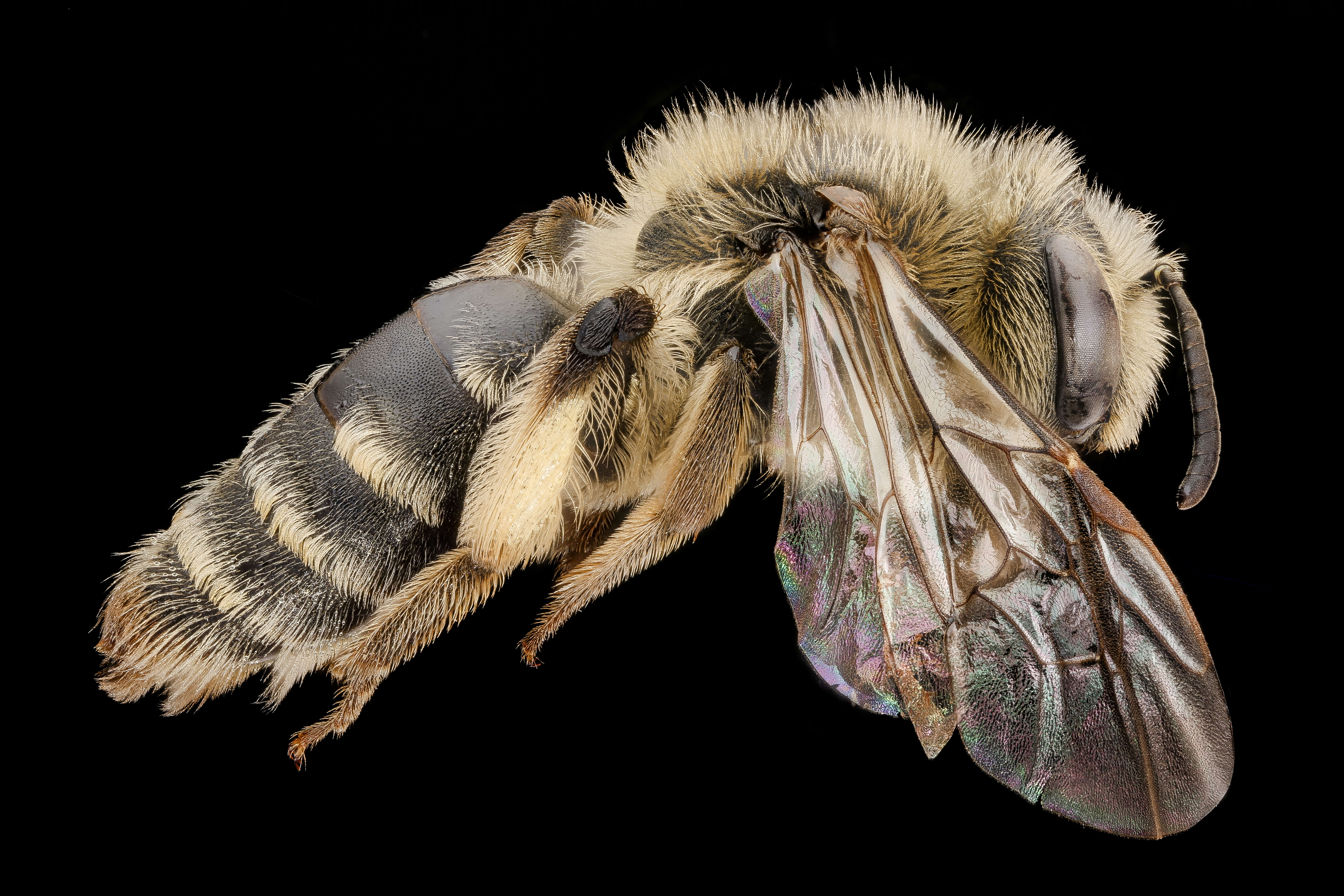 Image of Cresson's Andrena