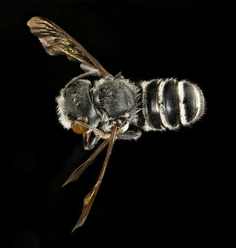 Megachile exilis Cresson 1872 resmi