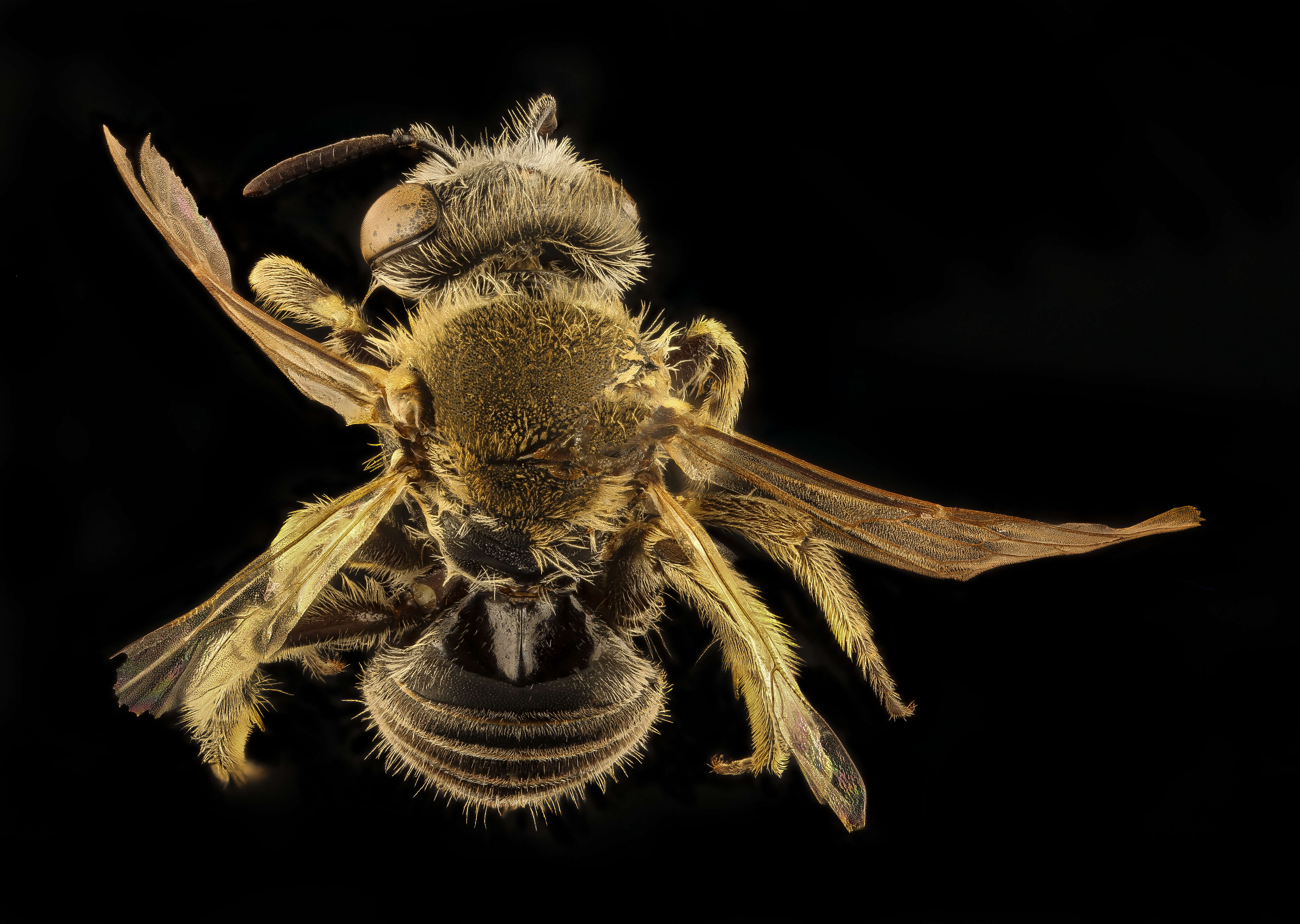 Image of Calliopsis coloradensis Cresson 1878