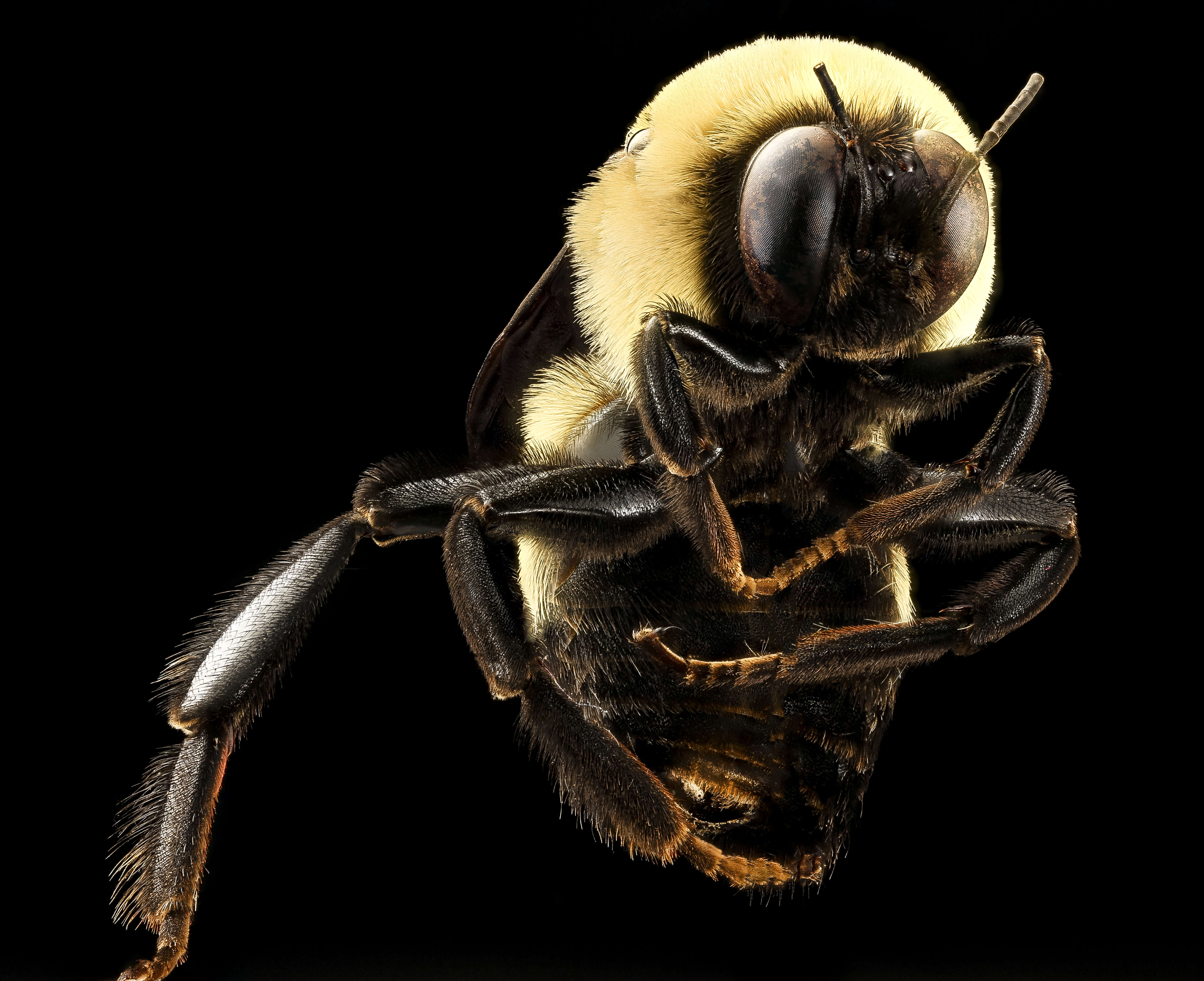 Слика од Bombus fraternus (Smith 1854)