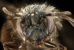 Image of Andrena caerulea Smith 1879