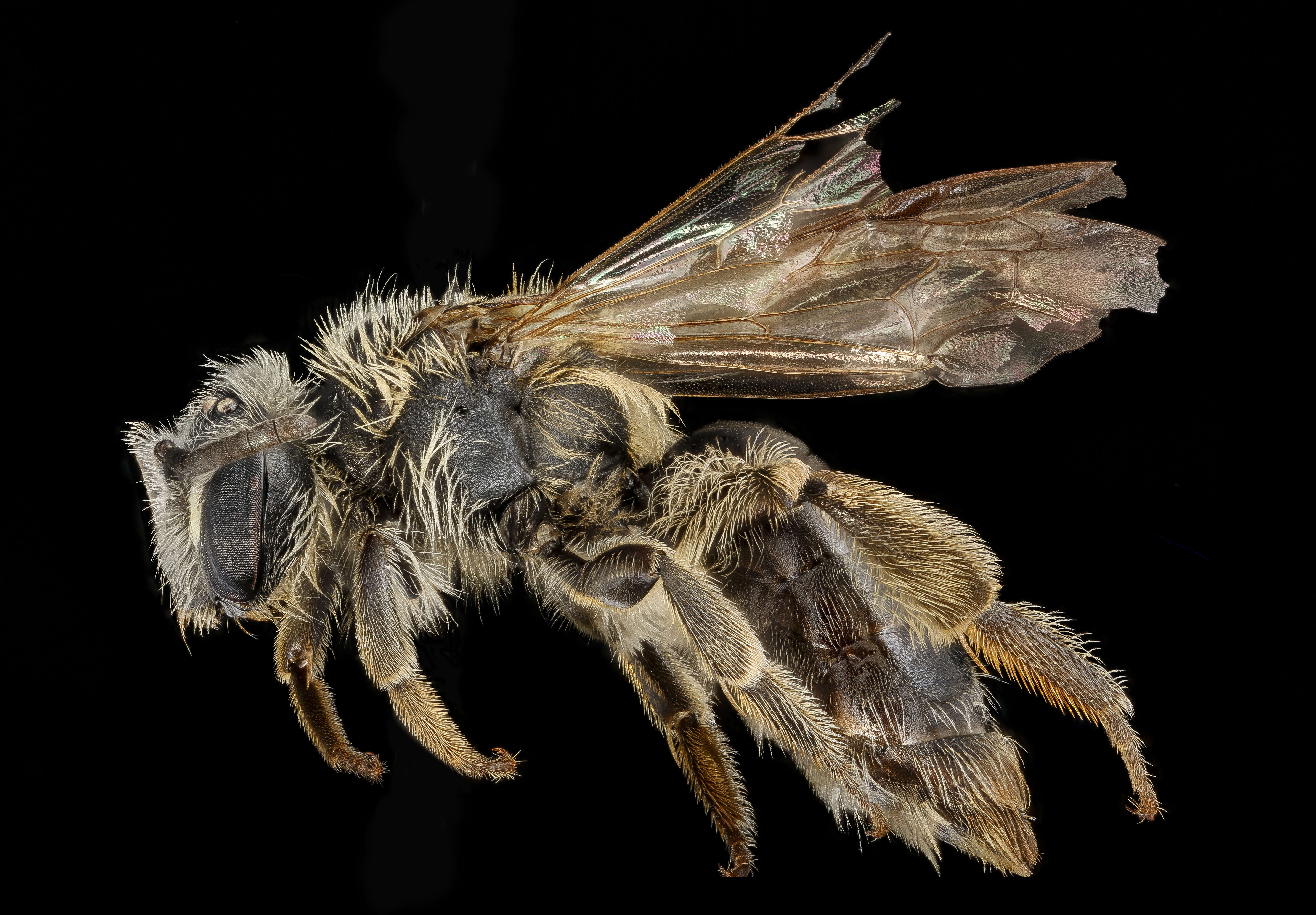 Imagem de Andrena wheeleri Graenicher 1904