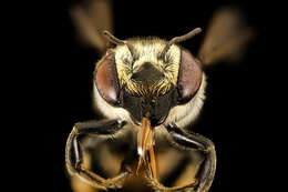 Megachile petulans Cresson 1878 resmi