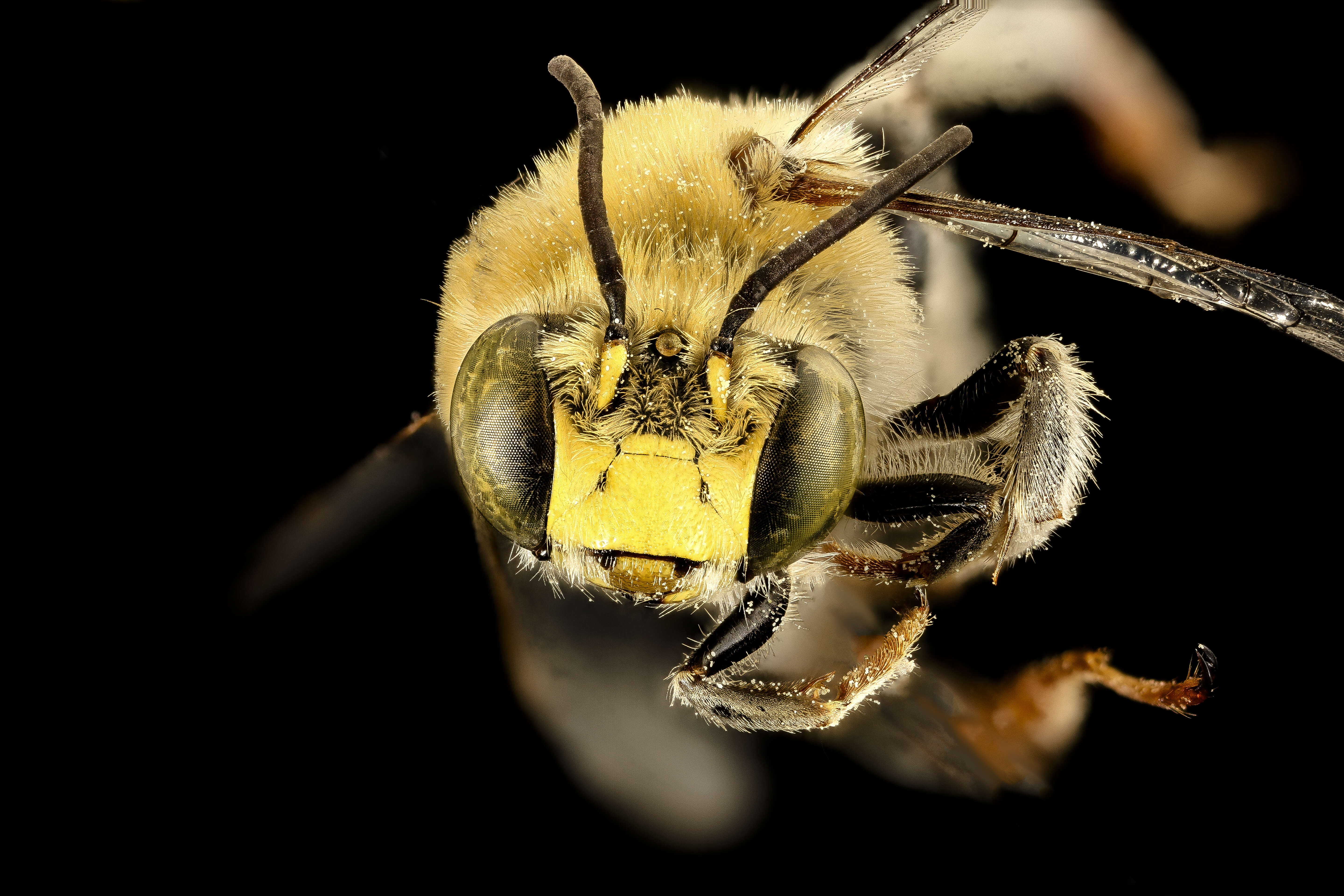 Image of California Anthophora