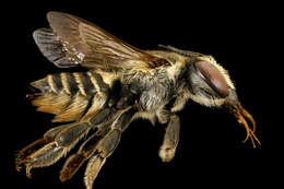 Megachile petulans Cresson 1878 resmi