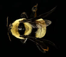 Слика од Bombus fraternus (Smith 1854)