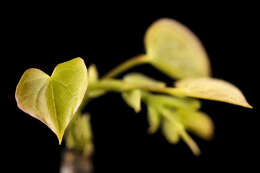 Plancia ëd Cercis canadensis L.