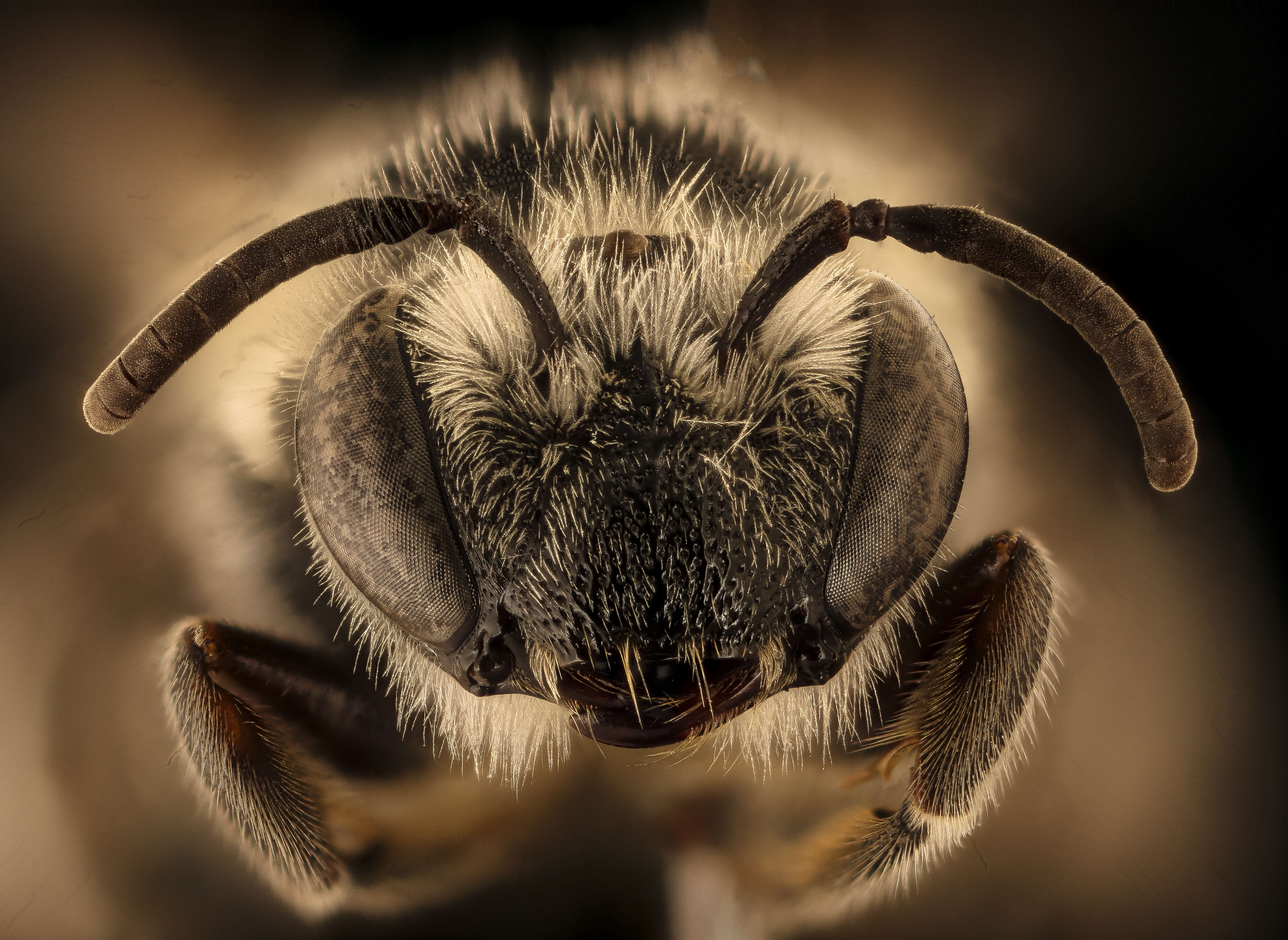 Imagem de Colletes robertsonii Dalla Torre 1896