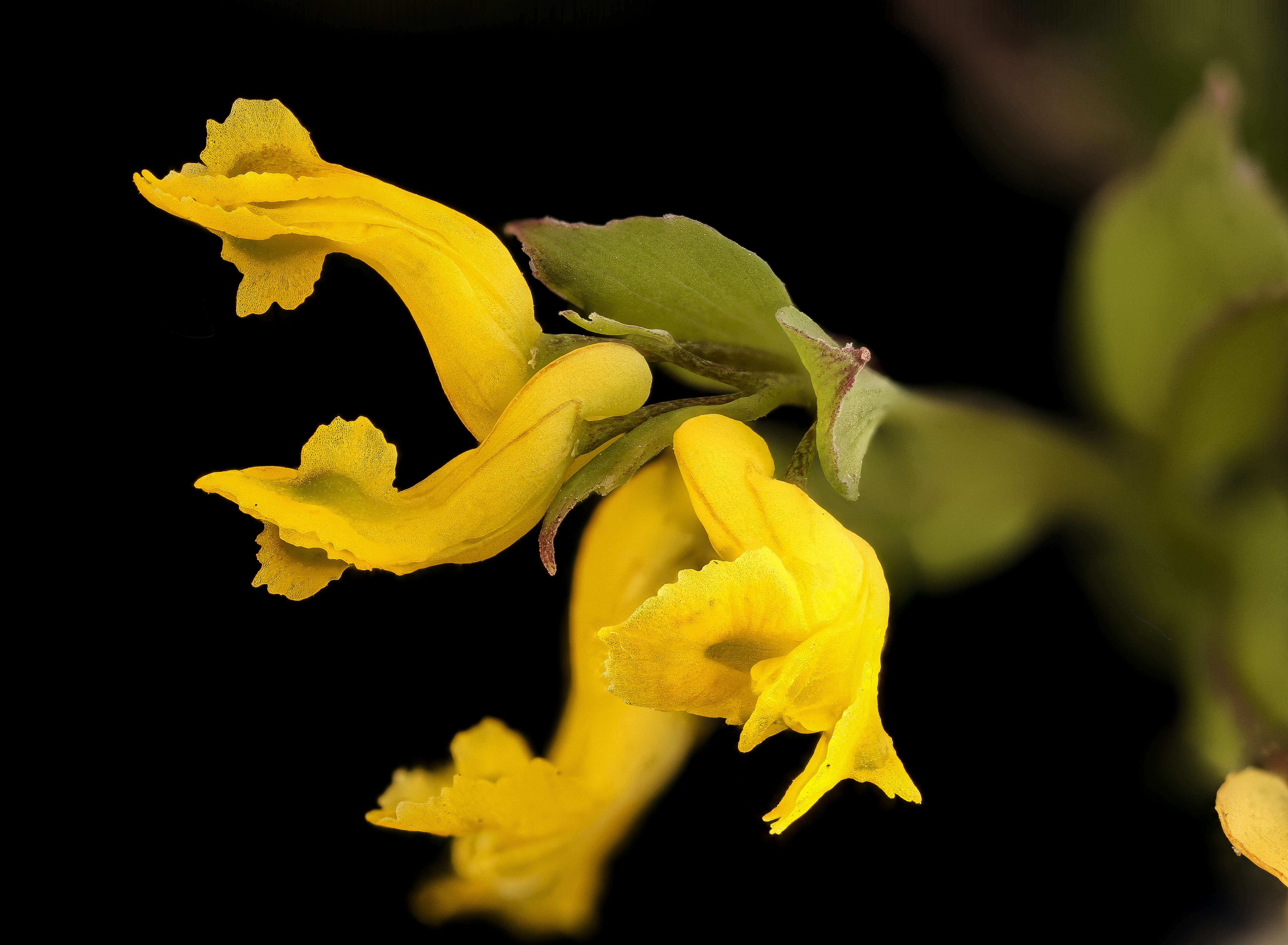 Corydalis flavula (Raf.) DC.的圖片