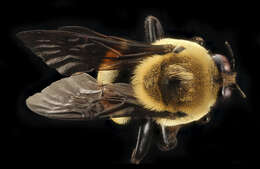 Слика од Bombus fraternus (Smith 1854)