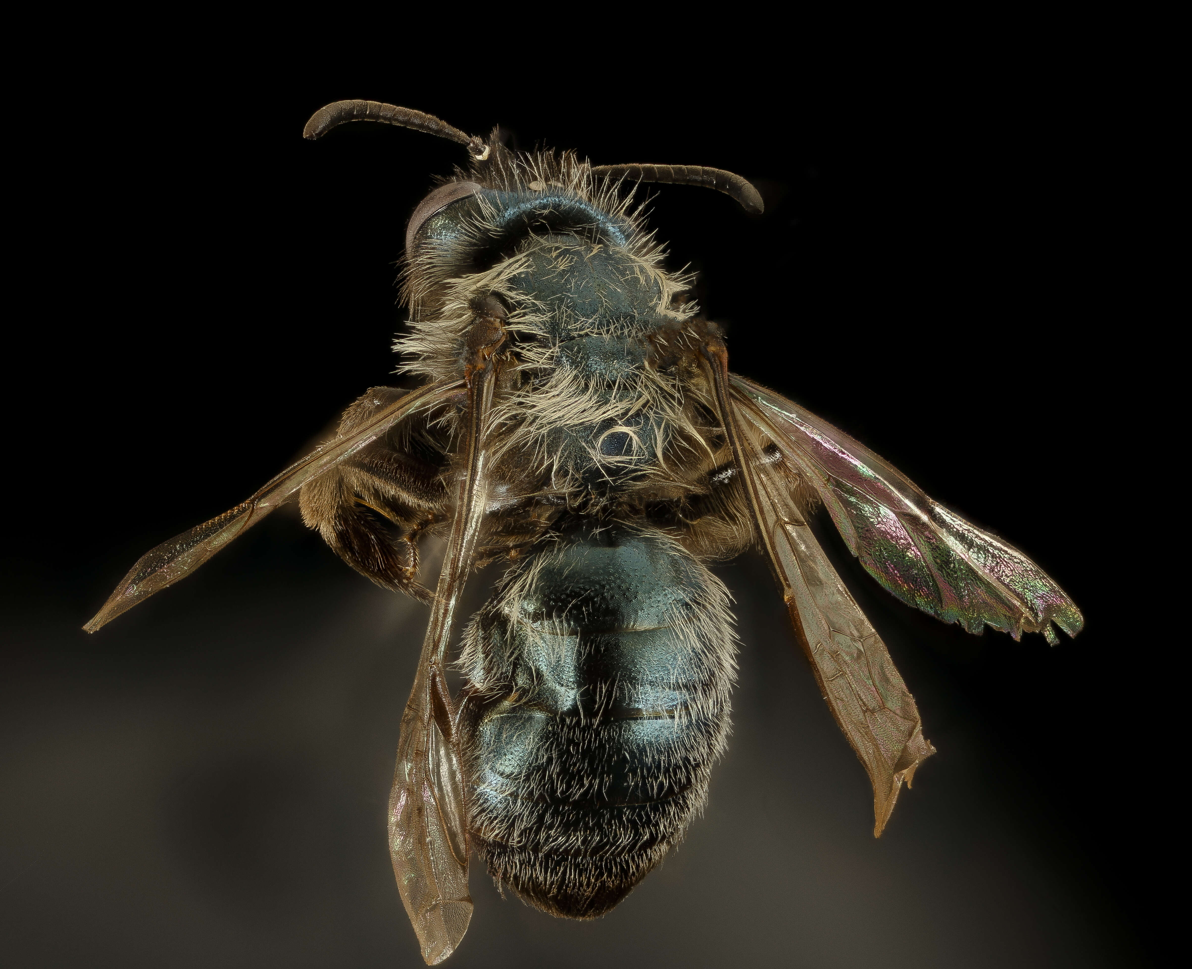 Image of Andrena caerulea Smith 1879