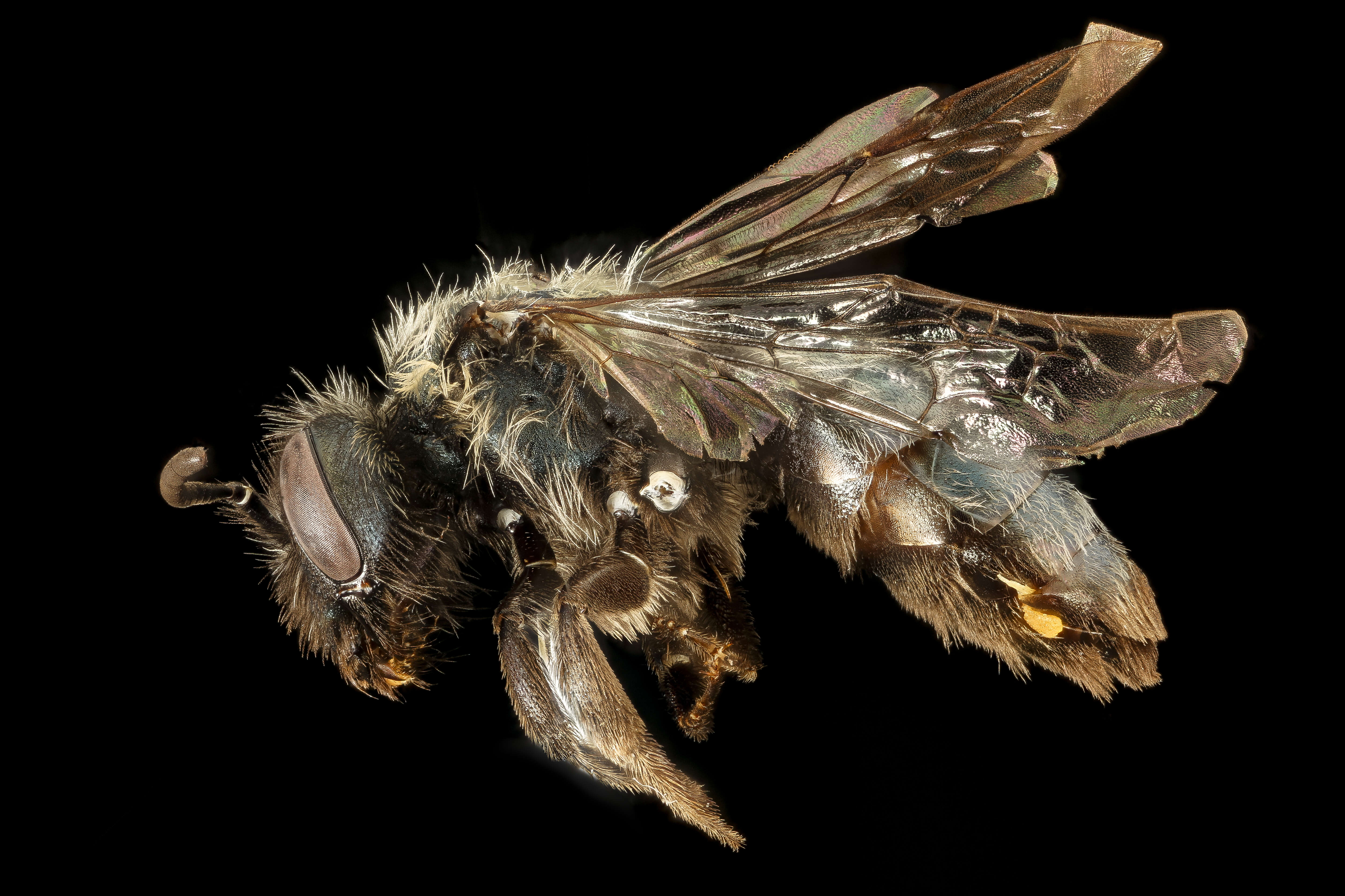 Image of Andrena caerulea Smith 1879