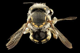 Imagem de Anthidium porterae Cockerell 1900