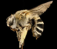 Anthophora urbana Cresson 1879 resmi