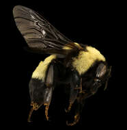 Слика од Bombus fraternus (Smith 1854)