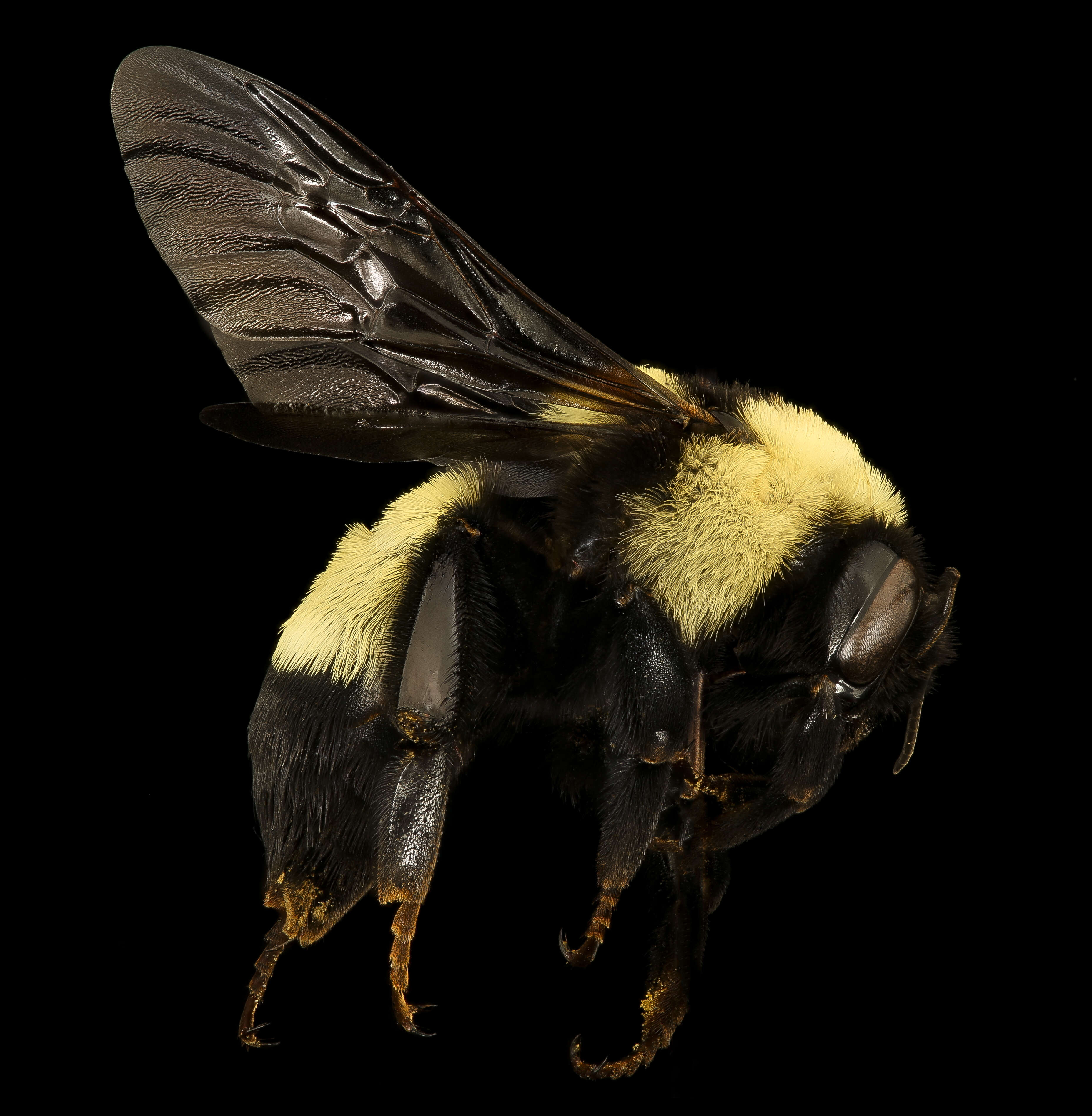 Слика од Bombus fraternus (Smith 1854)