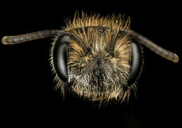 Imagem de Andrena fenningeri Viereck 1922