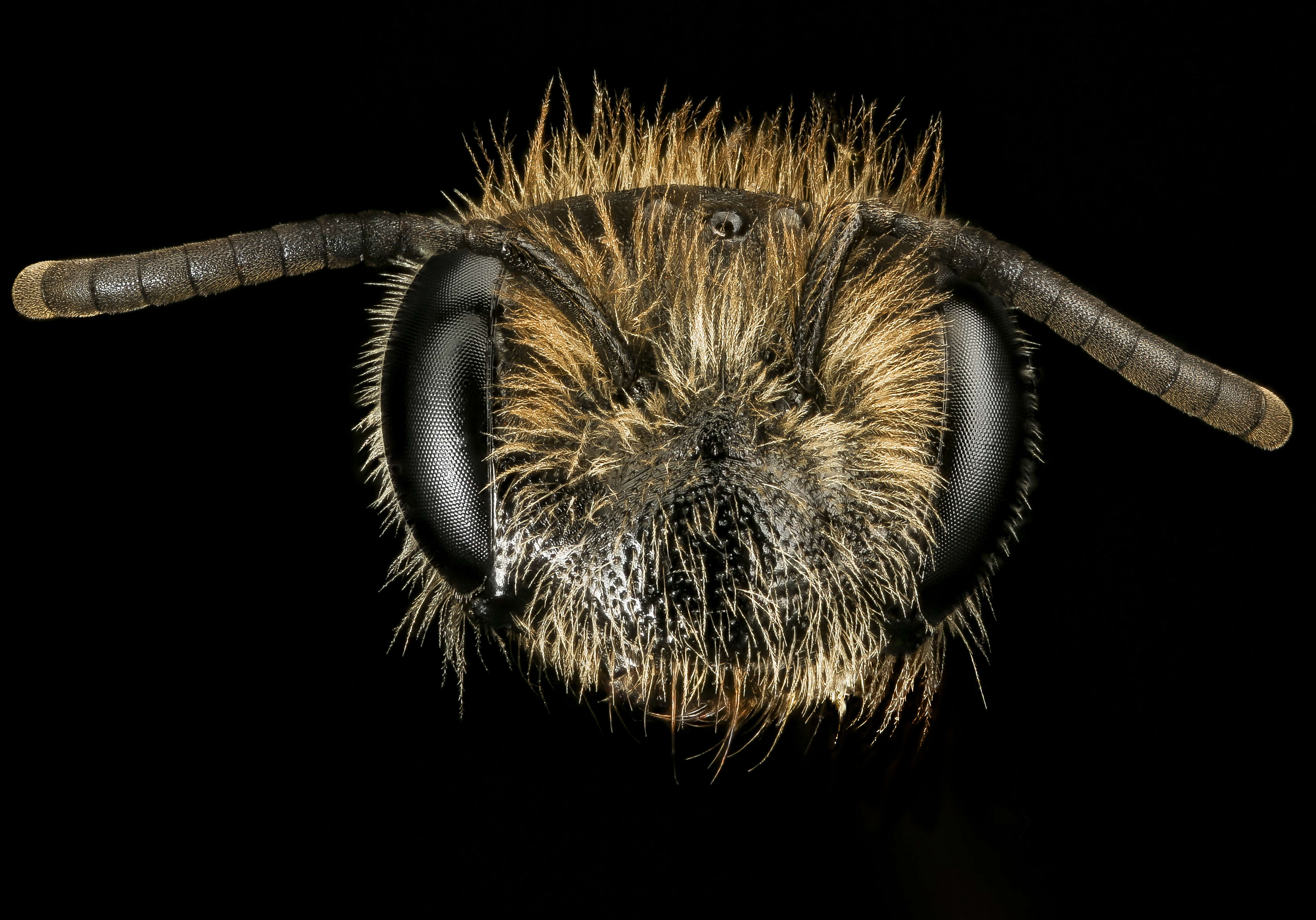 Imagem de Andrena fenningeri Viereck 1922