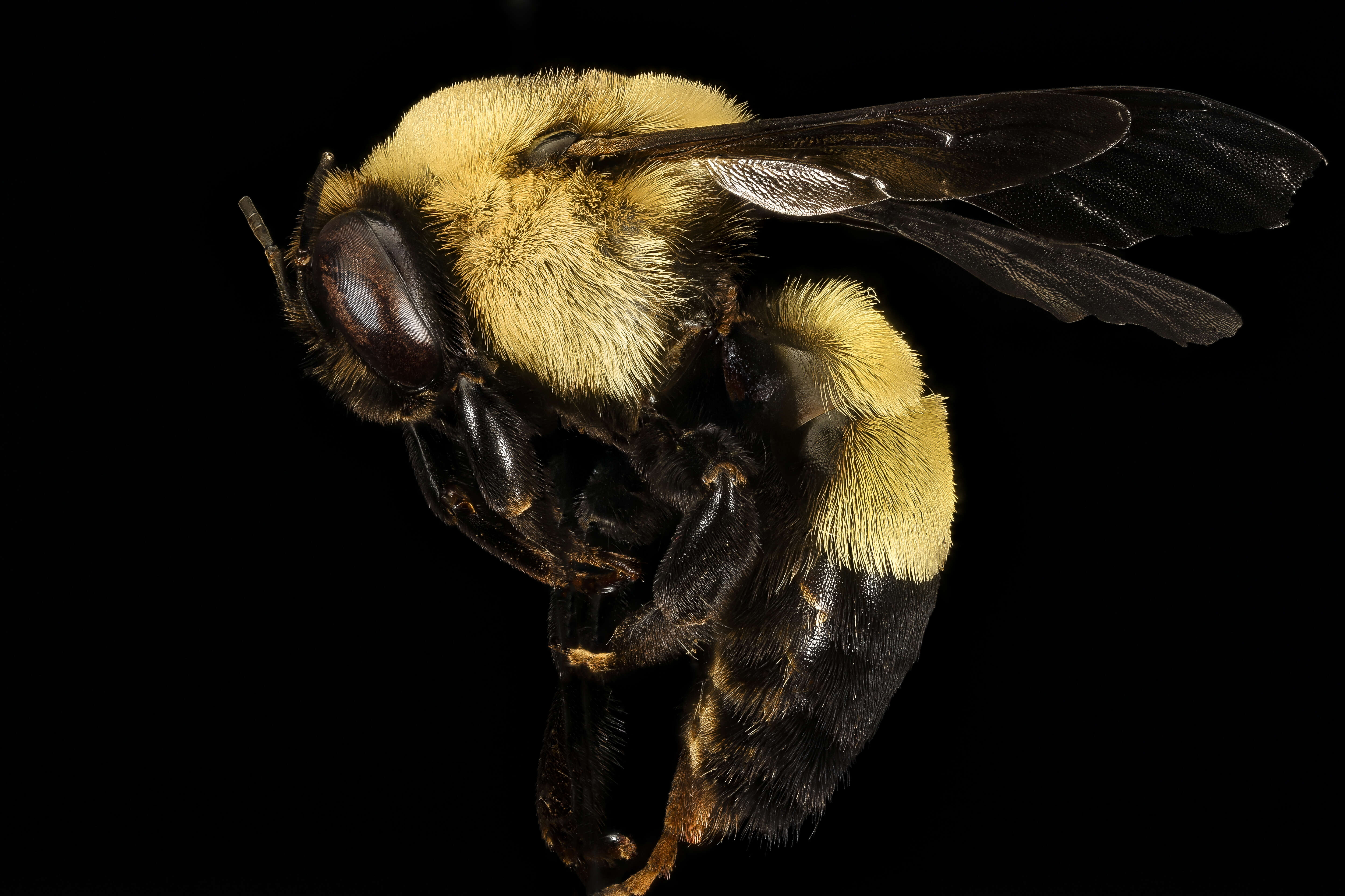 Слика од Bombus fraternus (Smith 1854)