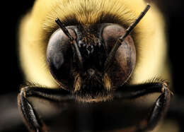 Слика од Bombus fraternus (Smith 1854)