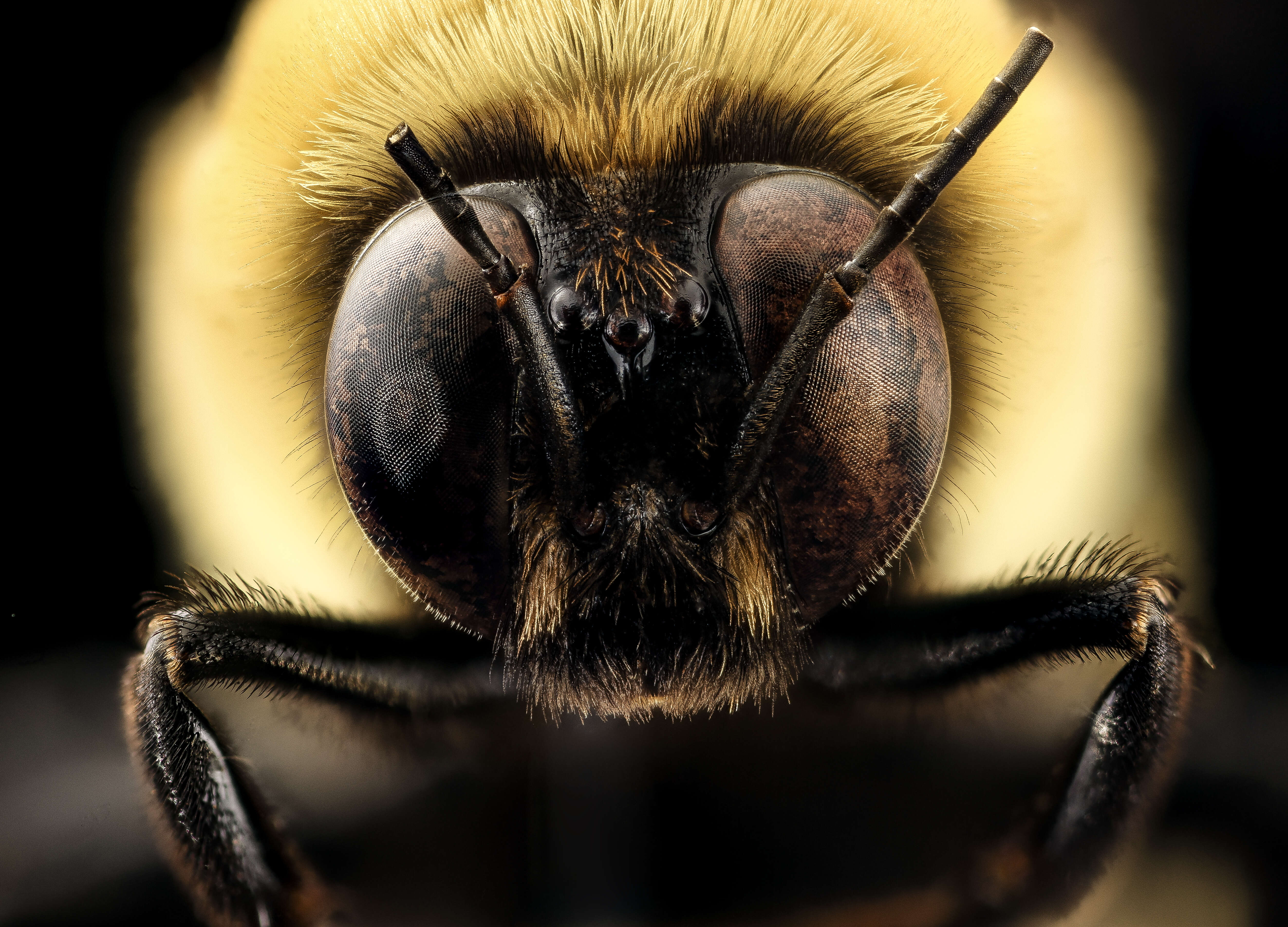 Слика од Bombus fraternus (Smith 1854)