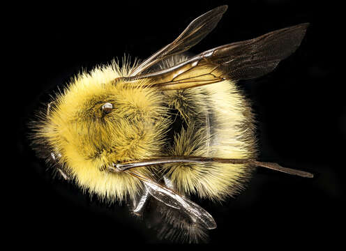 Image of Confusing Bumblebee