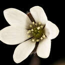 Image of roundlobe hepatica