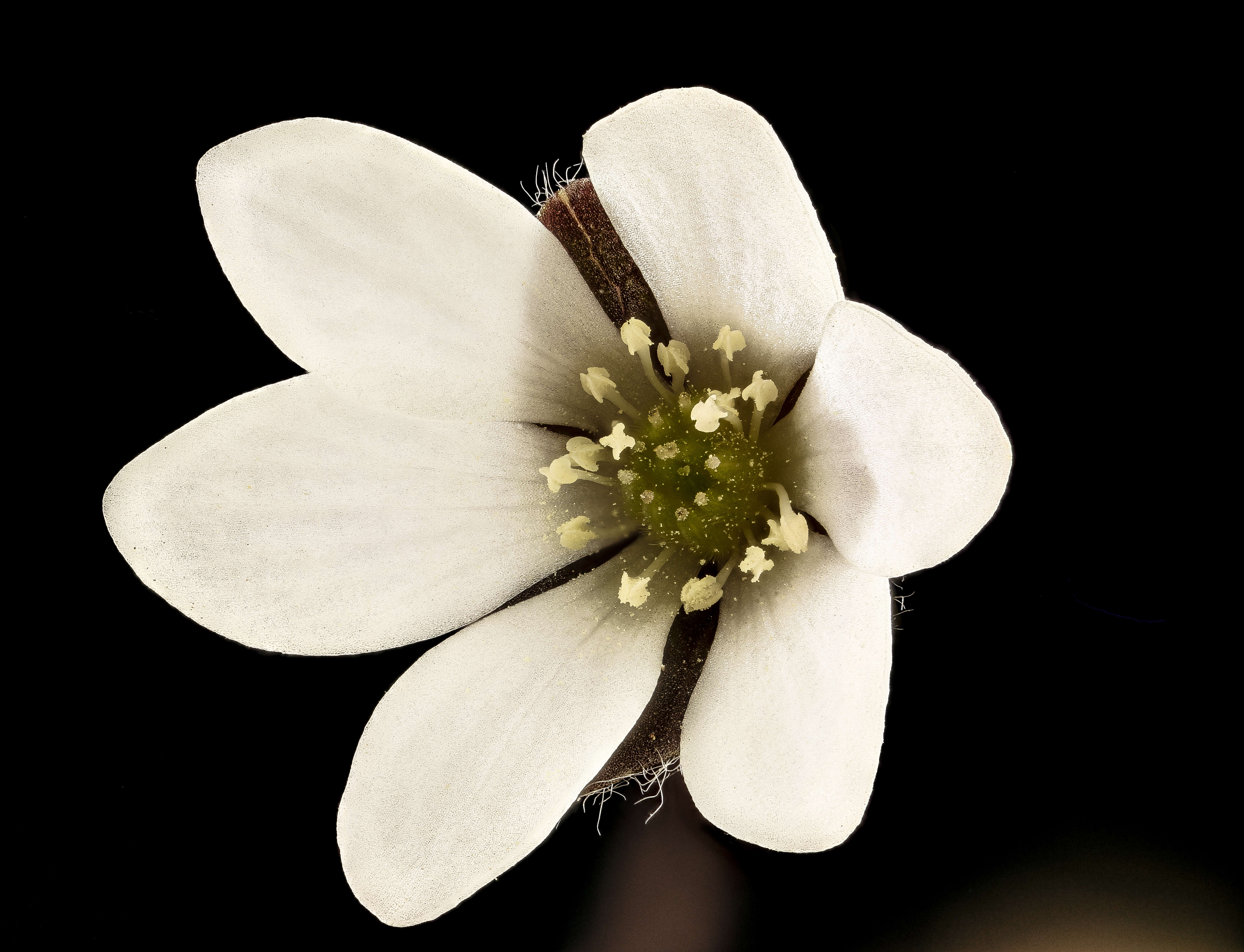 Image of roundlobe hepatica