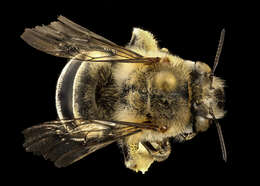 Anthophora urbana Cresson 1879 resmi