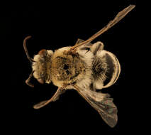 Imagem de Colletes phaceliae Cockerell 1906