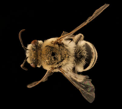 Image of Phacelia Cellophane Bee