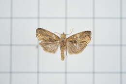 Image of Cryptophlebia repletana Walker 1863