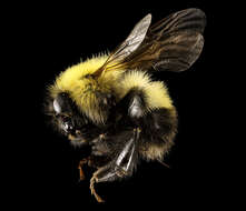 Image of Confusing Bumblebee