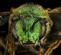 صورة Agapostemon sericeus (Förster 1771)