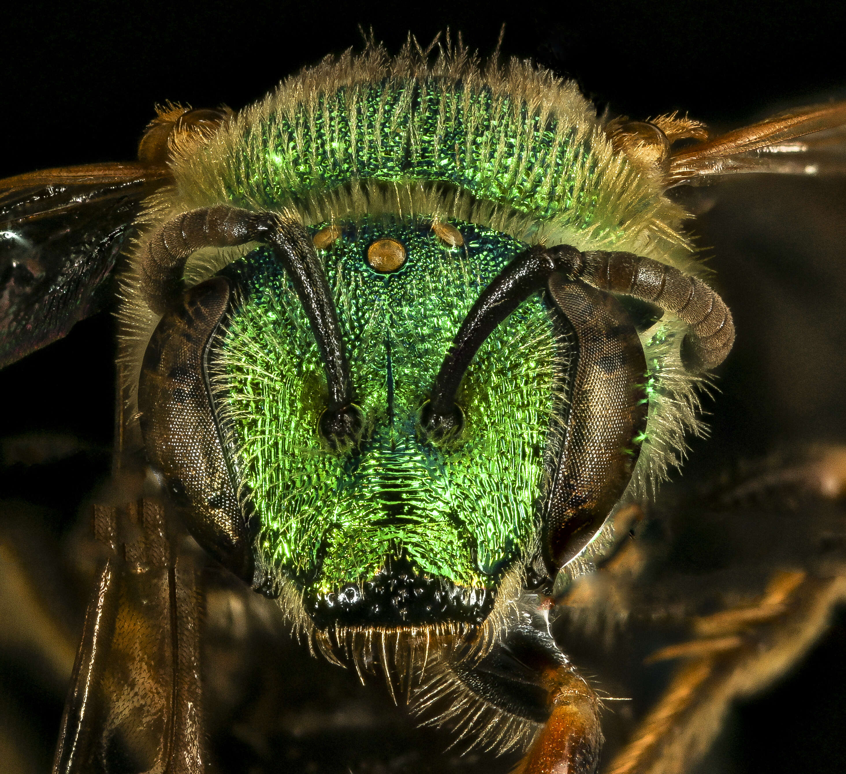 صورة Agapostemon sericeus (Förster 1771)