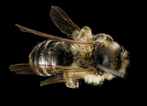 Image of Andrena wellesleyana Robertson 1897