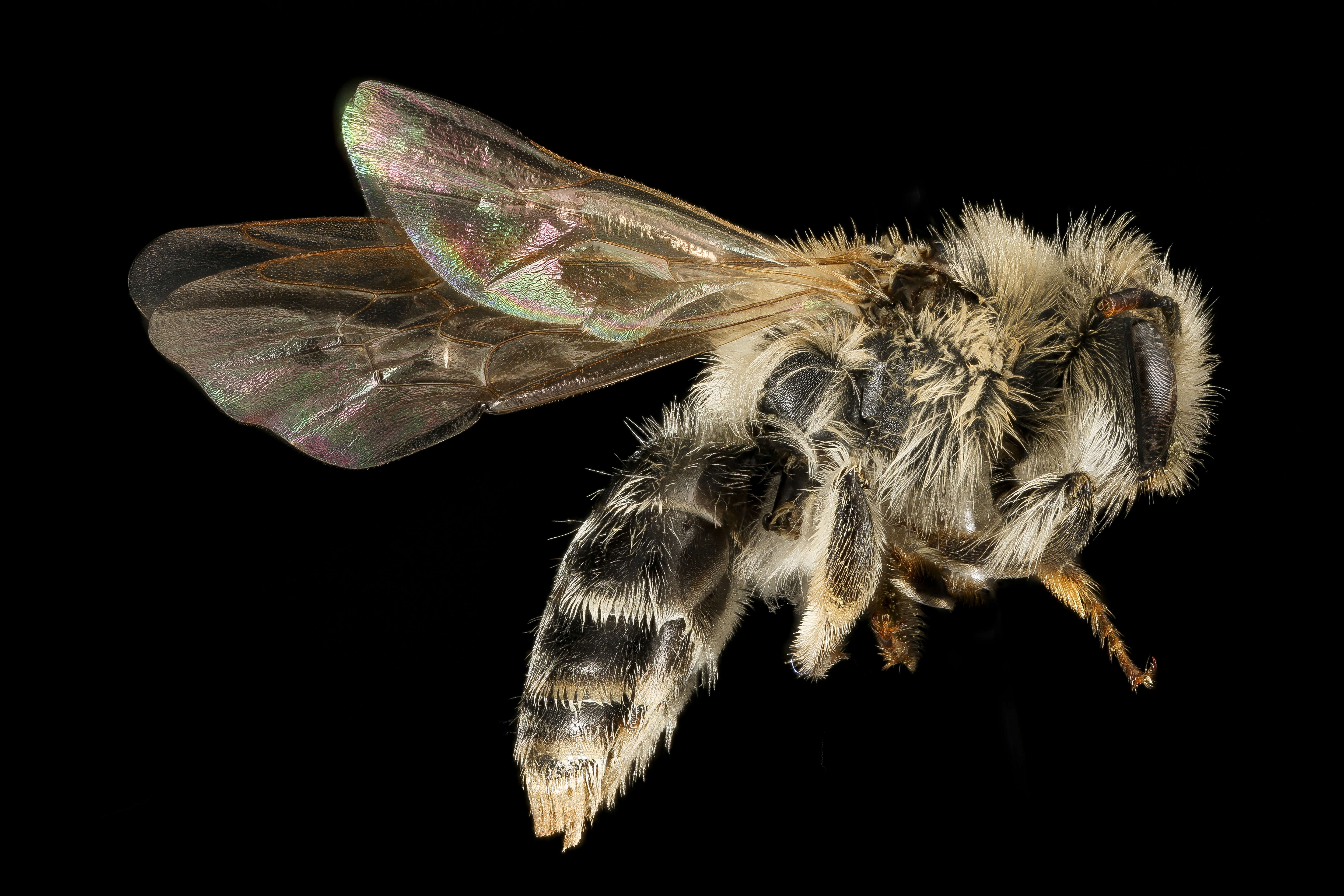 صورة Andrena wellesleyana Robertson 1897