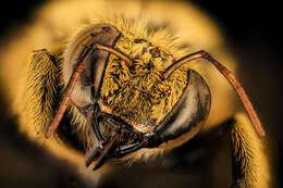 صورة Xylocopa caffra (Linnaeus 1767)