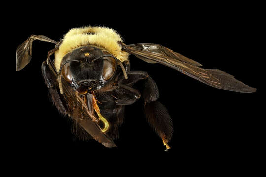 Image of Eastern Carpenter Bee