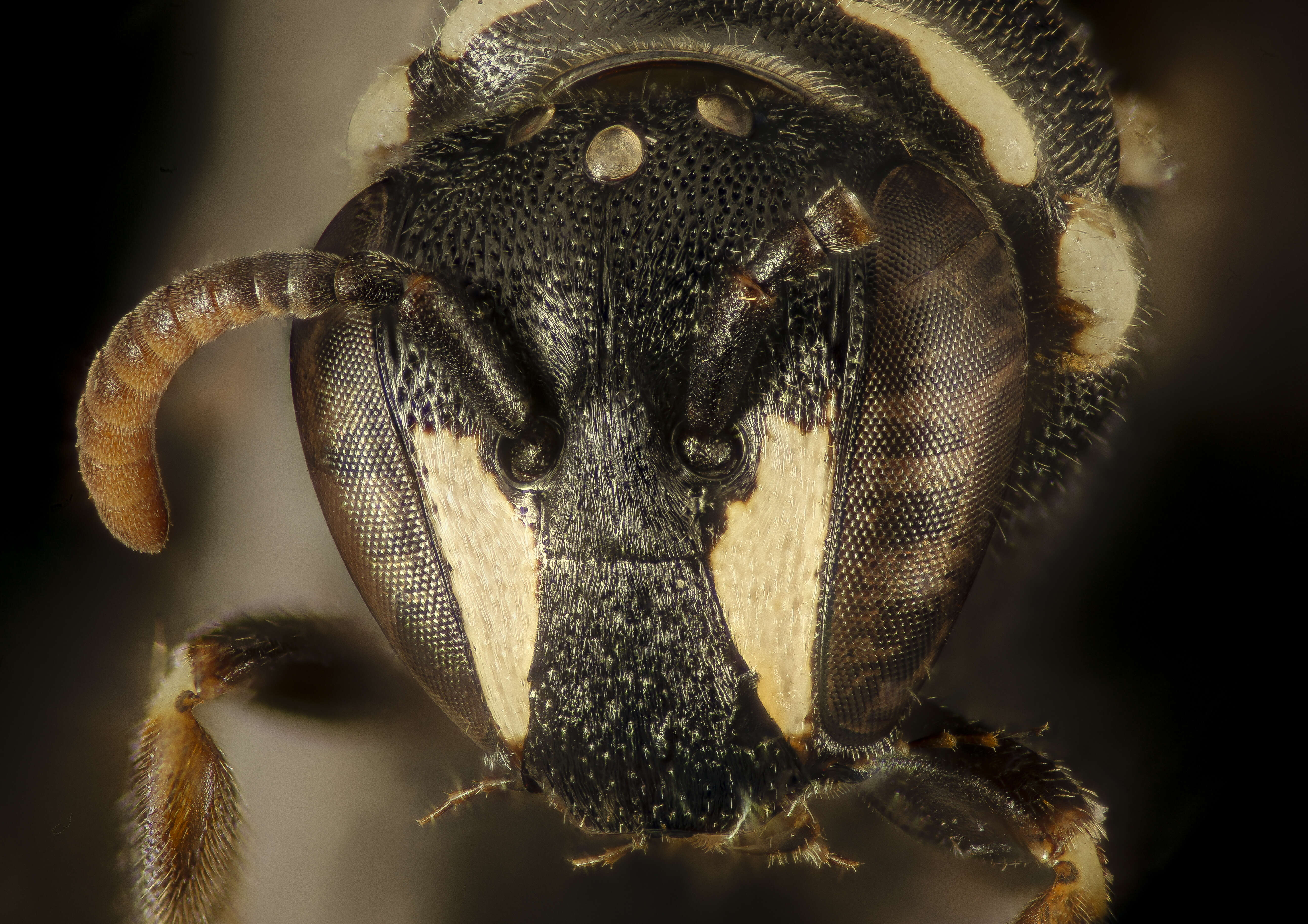 Sivun Hylaeus leptocephalus (Morawitz 1870) kuva