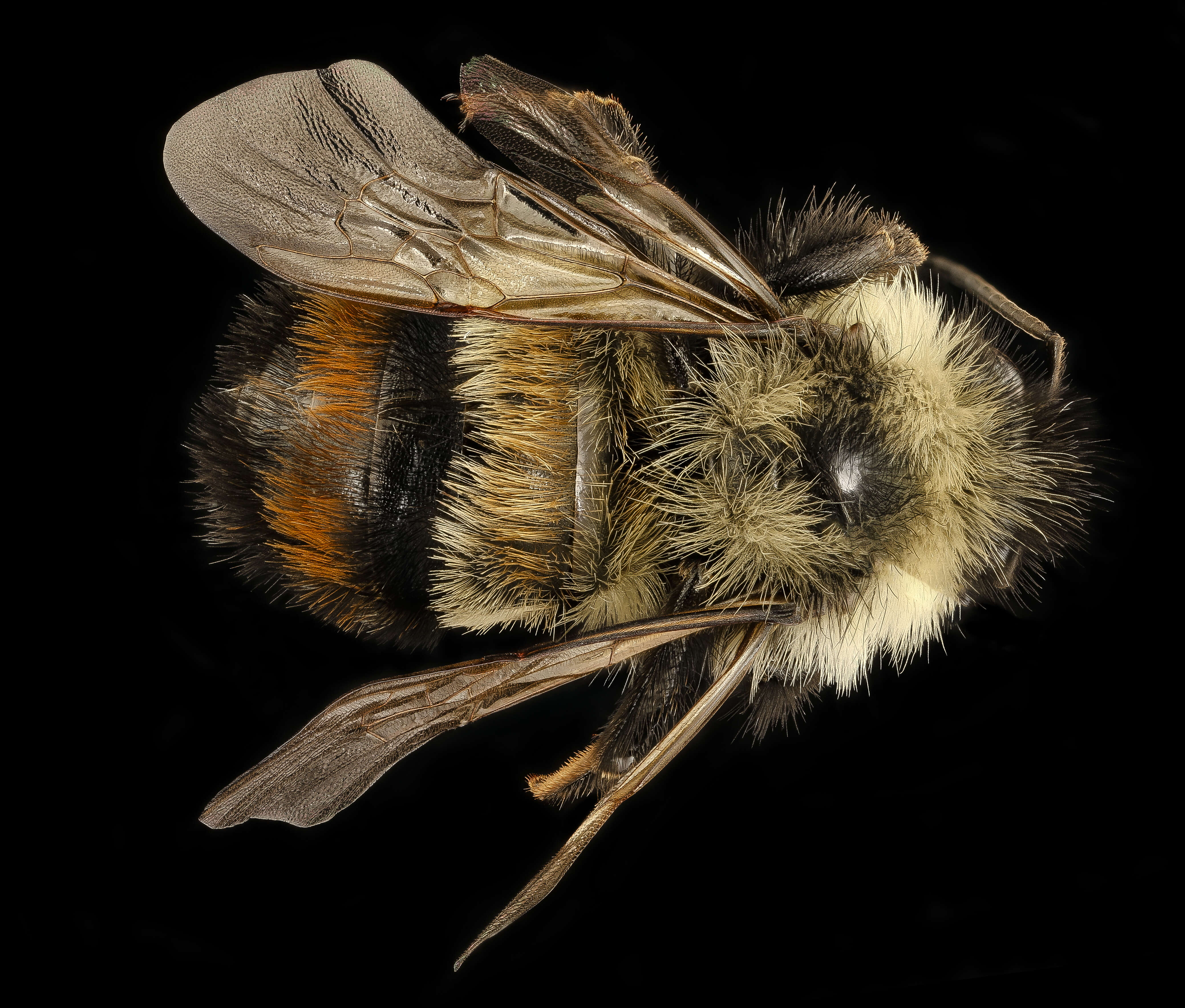 Слика од Bombus affinis Cresson 1864