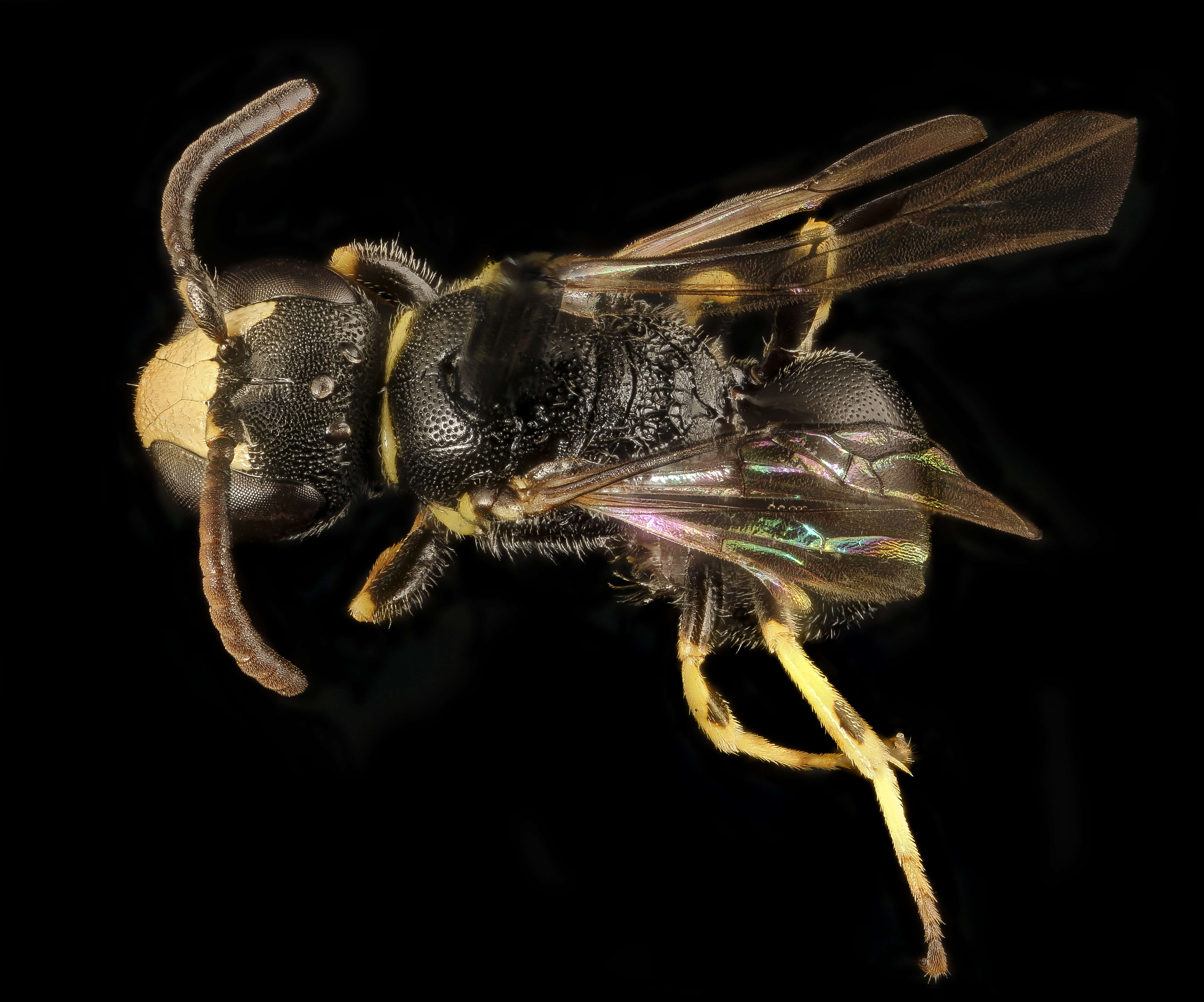 Image de Hylaeus pictipes Nylander 1852