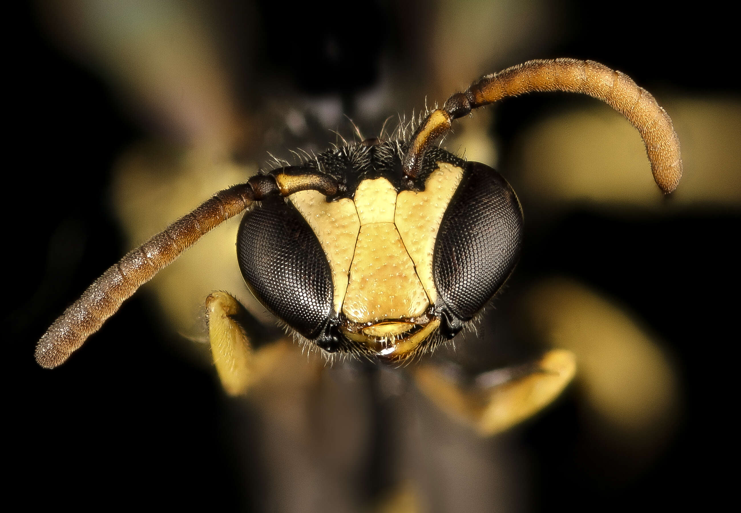 Image de Hylaeus pictipes Nylander 1852