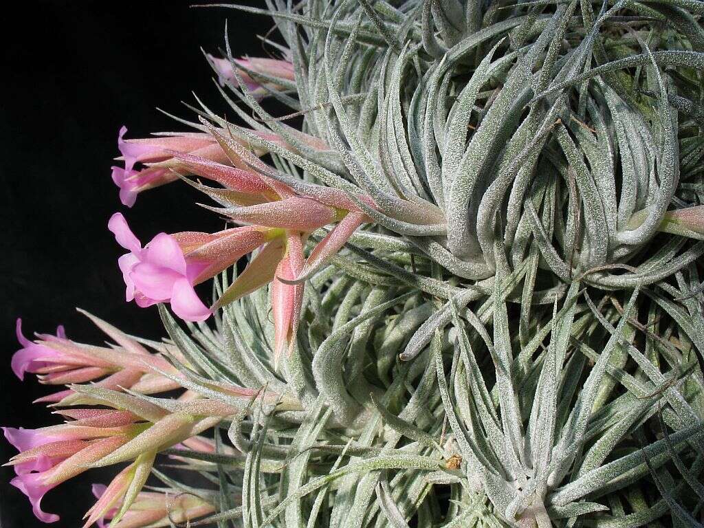 Image of Sucre Tillandsia